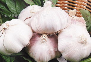 從金鄉大蒜到農副產品銷售 洞悉產業格局與市場趨勢