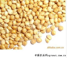 陽原縣金弟農副產品有限責任公司 農副產品銷售的典范與創新